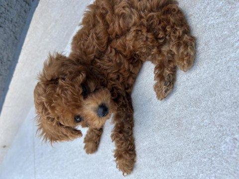 5 haftalık kore poodle