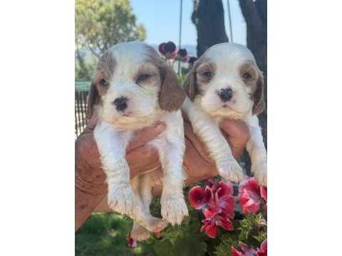 Irk ve sağlık garantili cavalier king charles bebeklerimiz