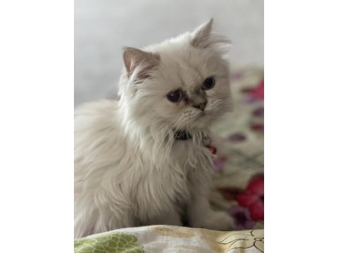 Karbeyazı british longhair oğlumuz
