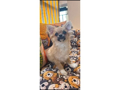 Safkan dişi chihuahua