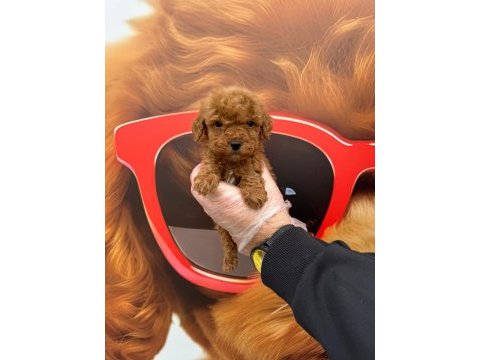 Toy poodle gofrikler