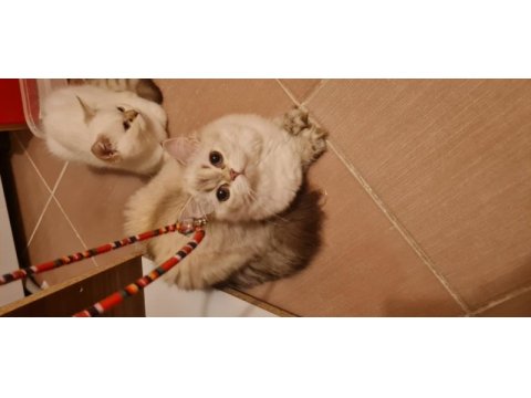 British shorthair blue point chilcilla