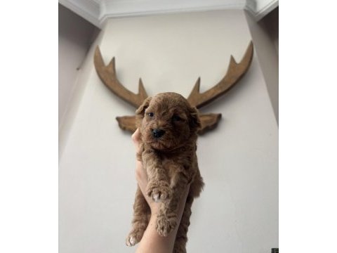 Tüm türkiyeye safkan toy poodle yavru