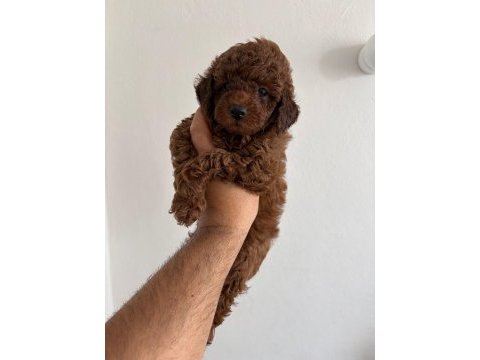 Red brown poodle