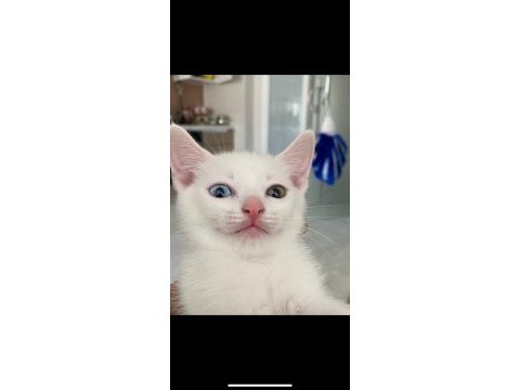 Mükemmel renkli gözlü british shorthair