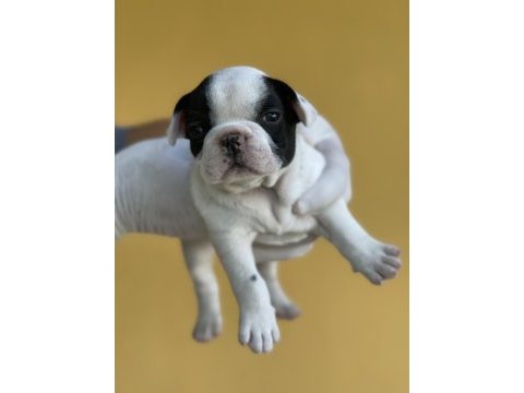 Irk garantili fransız bulldog yavrularımız
