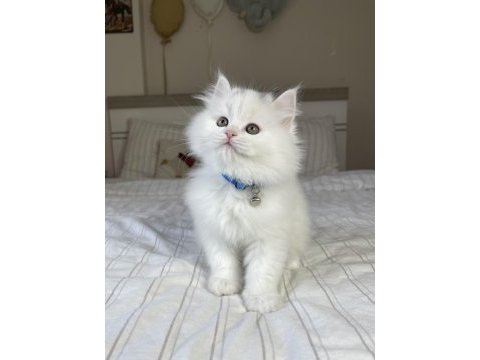 British longhair bebeklerimiz