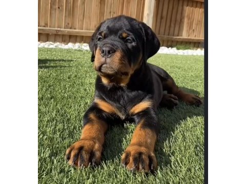 Sağlık ve ırk garantili macar rottweiler yavrular