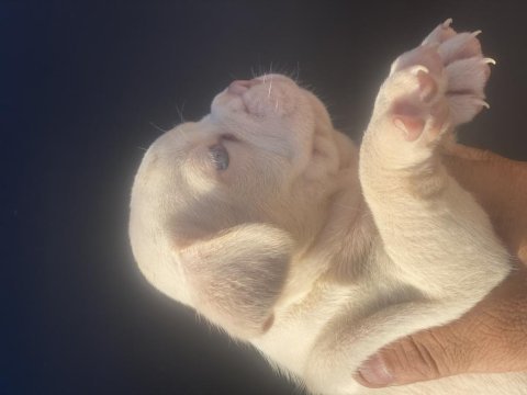 İzmirden french bulldog yavrularımız