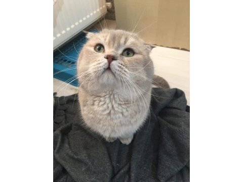 Yavru ve yetişkin scottish fold ve straight kediler
