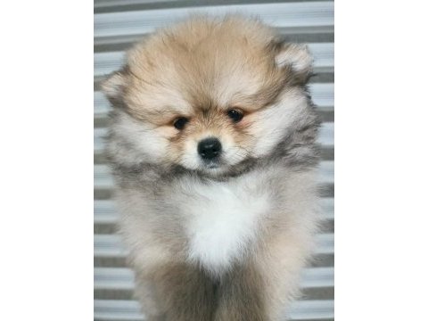 A kalite pomeranian yavrular