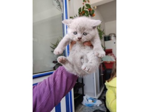 Kedilerimiz hakkında bilgi için yazabilirsiniz