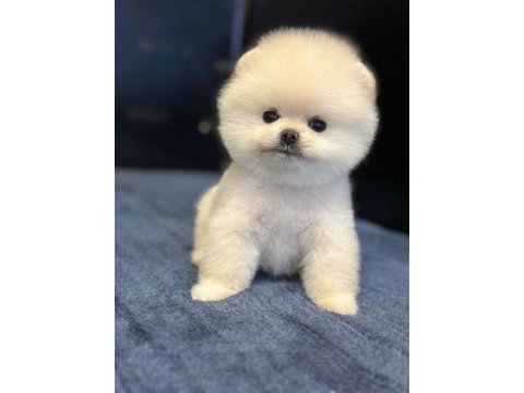 Teddy surat pomeranian boo yavrular