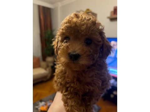 0-3 aylık toy poodle yavrular