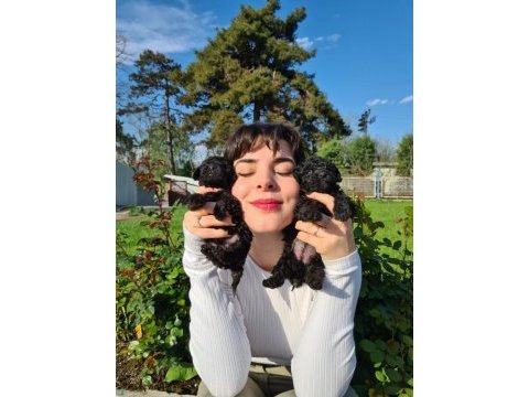 Siyah (black) poodle yavrularımız