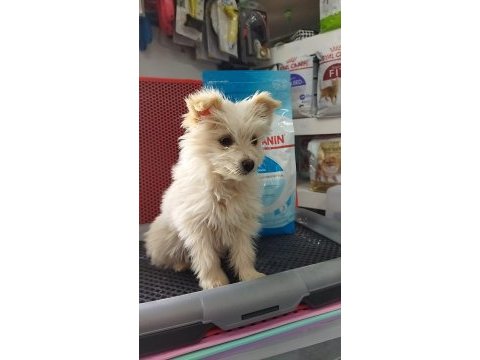 Terrier özel erkek