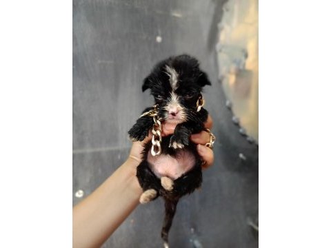 Terrier yavrular