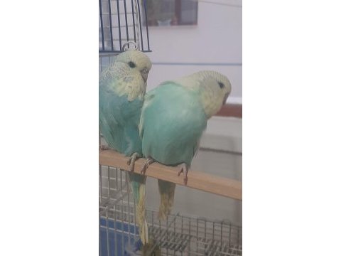 Muhabbet kuşu show jumbo
