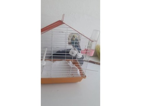 Kafes ile birlikte verilecek muhabbet kuşu