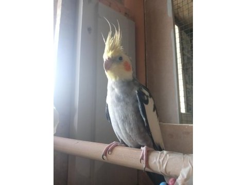 1 yaşında erkek sultan papağanı