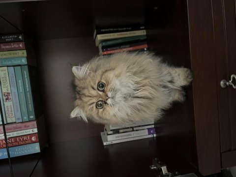 Uysal ve akıllı özel bir british longhair