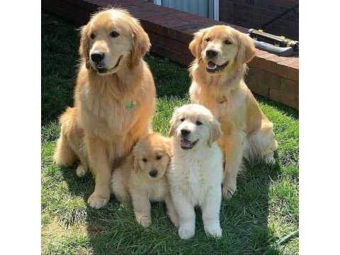 Tatlı golden retriever bebekler