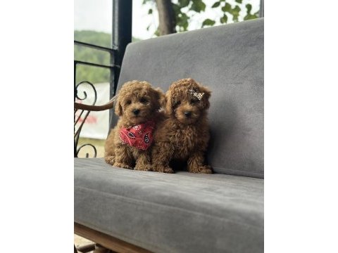Toy poodle yavruları