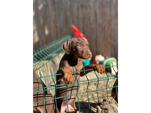 Kahverengi doberman bebekleri