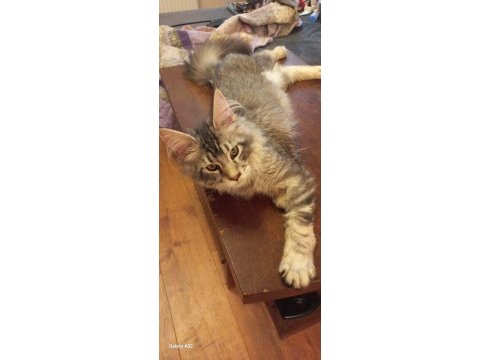 Hangi yavru maine coon sizin olsun?
