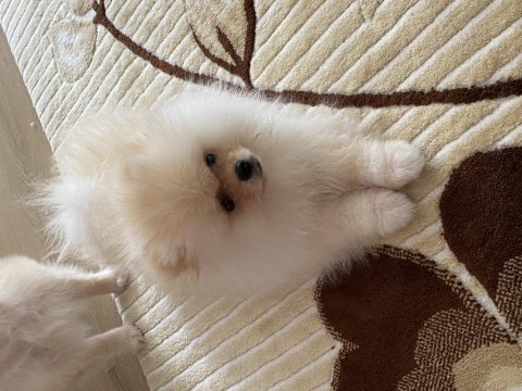 Pomeranian boo