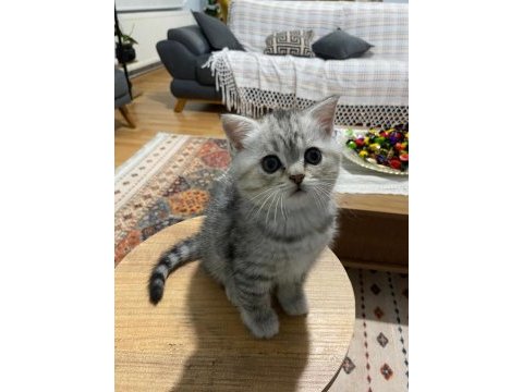 2 aylık british shorthair yavru