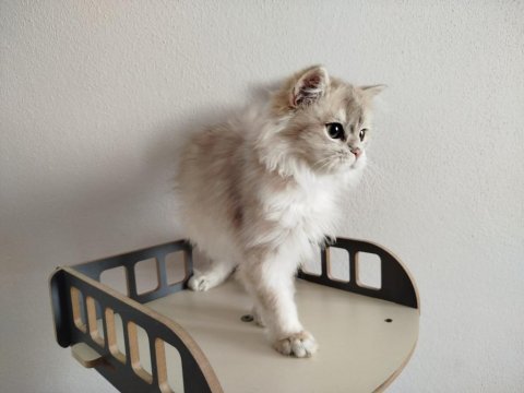 Ay11 erkek cinnamon taşıyıcı british longhair