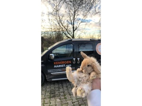 Hollanda lop tavşanı çiftliği - her ile gönderim!
