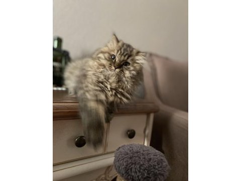British longhair