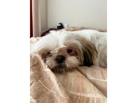6 aylık safkan dişi shih-tzu (şitsu) yuvasını arıyor