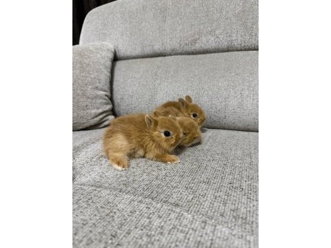 Hollanda lop tavşanları