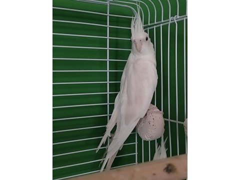 Dişi albino sultan papağanı