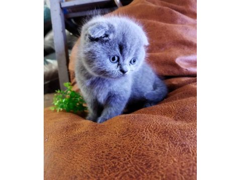Muhteşem güzellikte scottish fold yavrularımız