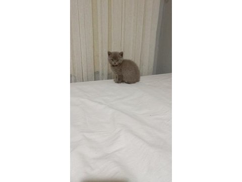 3 aylık kedimiz sahiplendiriyoruz