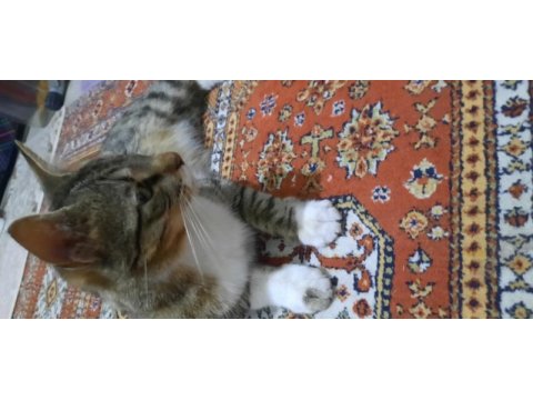 Kısırlaştırılmış ev kedisi