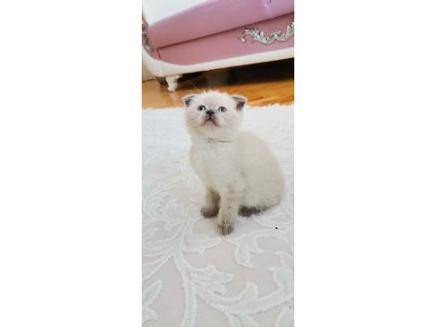 British shorthair yavrularımız teslime hazır hale gelmiştir