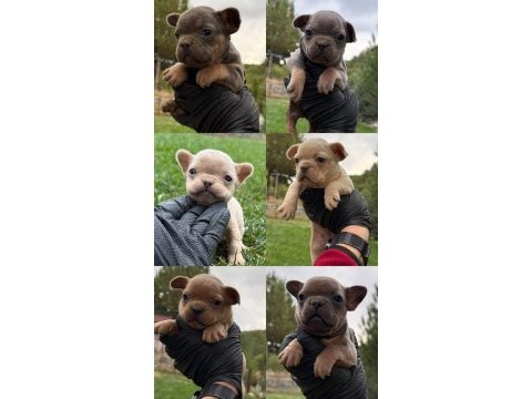 Mavi gözlü french bulldog bebekler