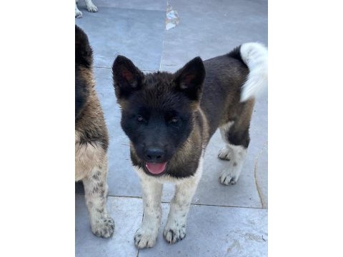 Akita cinsi yavrularımız