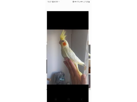 Full ele alışkın eğitimli ısırmaz lutino sultan yavrusu
