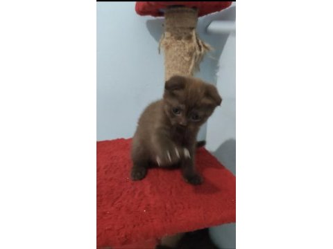 Scottish fold çikolata