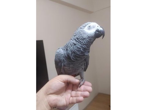 Yerli üretim kapalı bilezik jako konuşur eğitimli