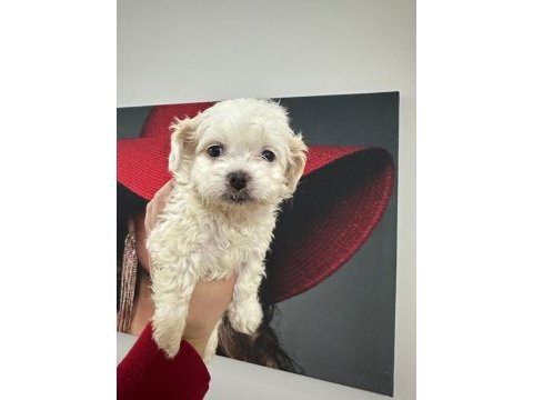 Maltese terrier 60 günlük köpeğimiz