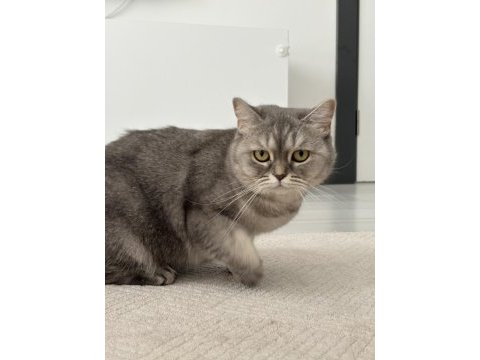 British shorthair kısır