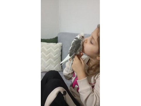 Elle beslenmiş yavru sultan papağanlar