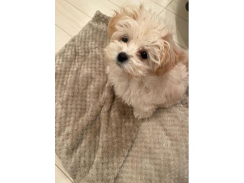Anatomi harikası maltipoo bebekler